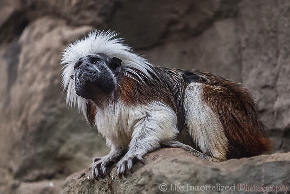 Cotton-Top Tamarin