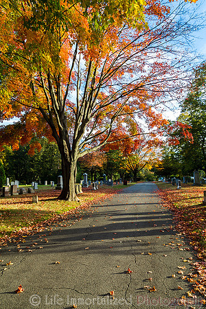 Greenlawn in Autumn