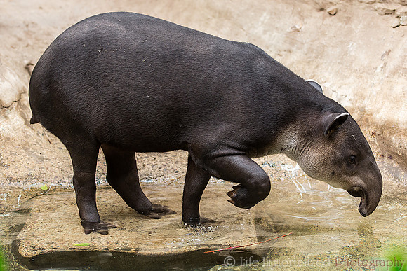 Baird's Tapir