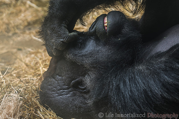 Western Lowland Gorilla