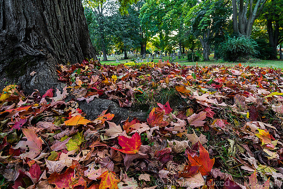 Greenlawn in Autumn