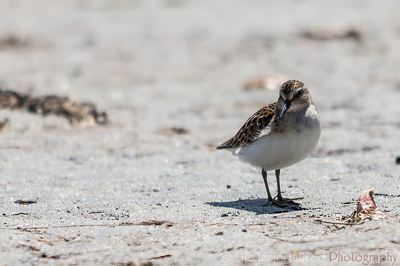 Sandpiper