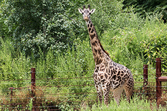 Masai Giraffe