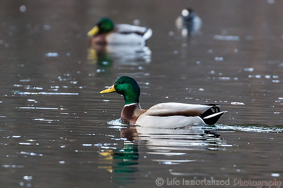 Mallard Duck
