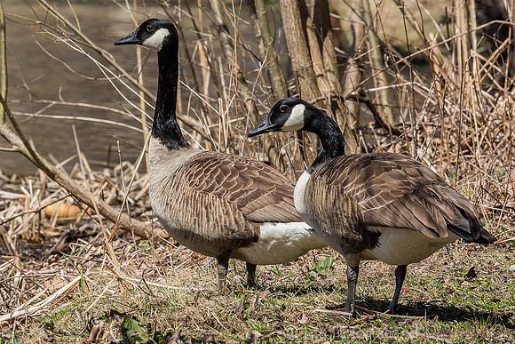 Geese
