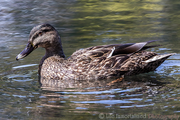 Duck