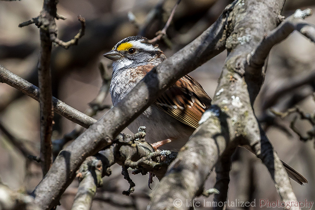 White-Throated Sparrow