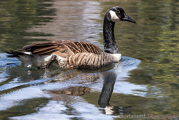Goose