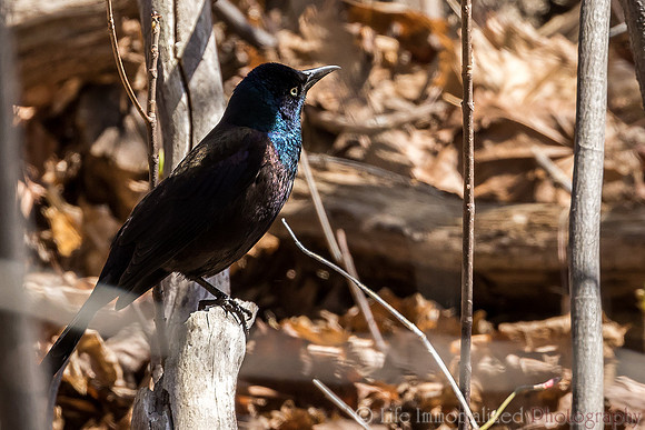 Common Grackle