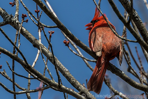 Northern Cardinal