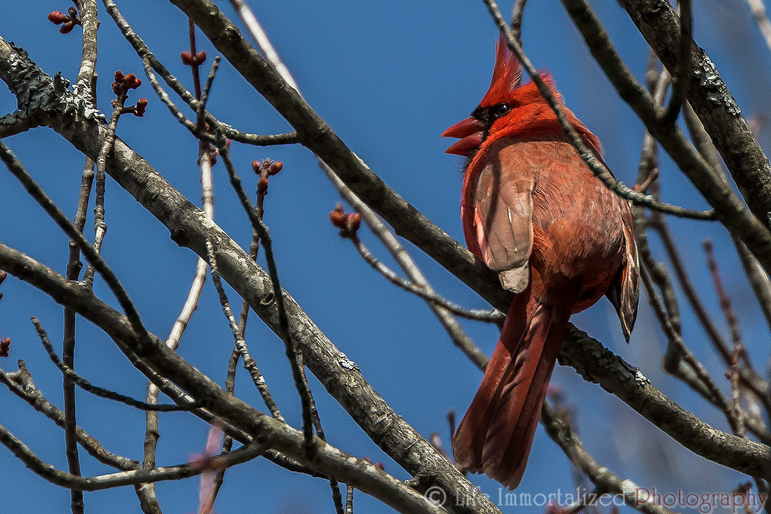 Northern Cardinal