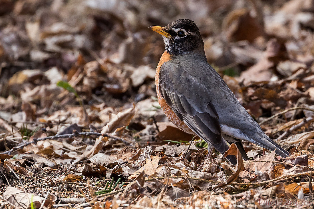 American Robin