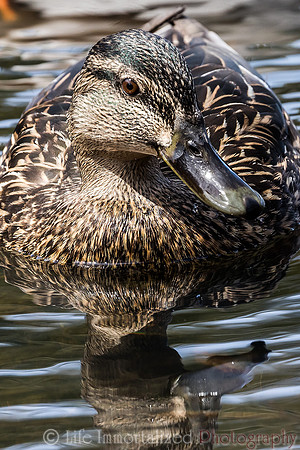 Mallard Duck