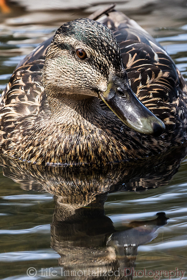 Mallard Duck