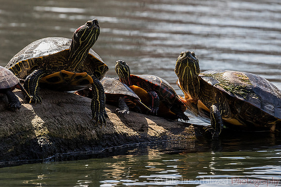 Turtles Sunbathing