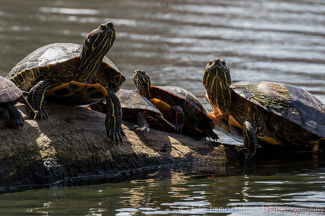 Turtles Sunbathing