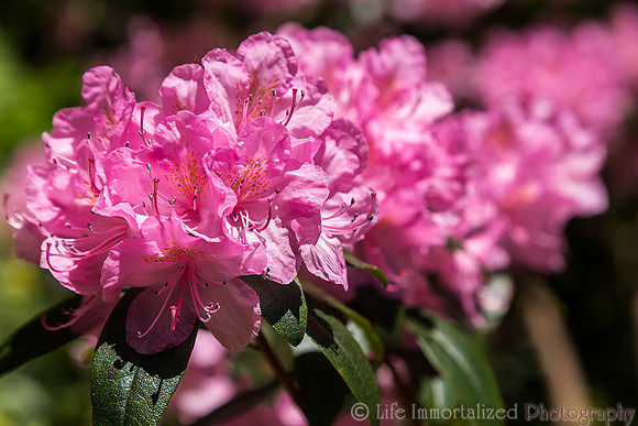 Flowers of Sedgwick Gardens