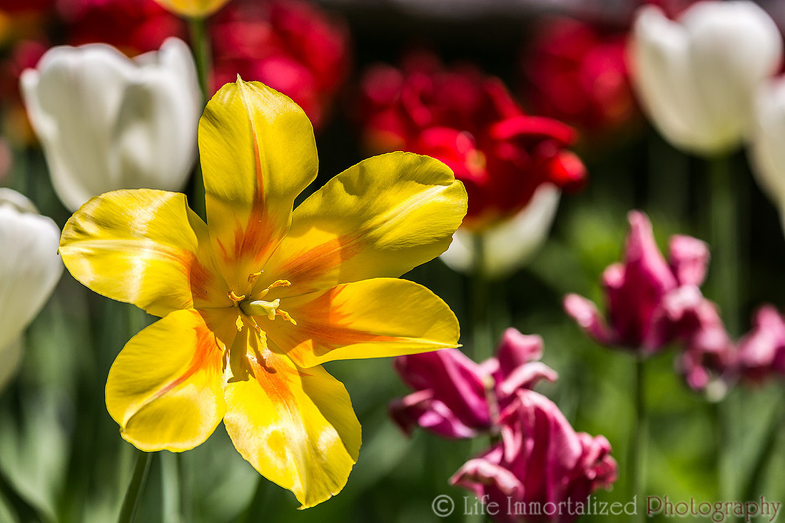Flowers of Sedgwick Gardens