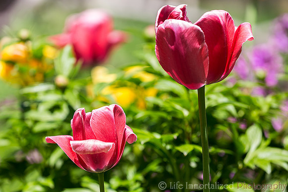 Tulips
