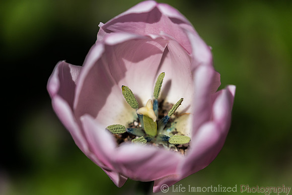 Tulip Center