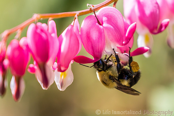 Bleeding Heart Bee
