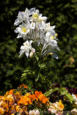 Flowers at Sedgwick Gardens