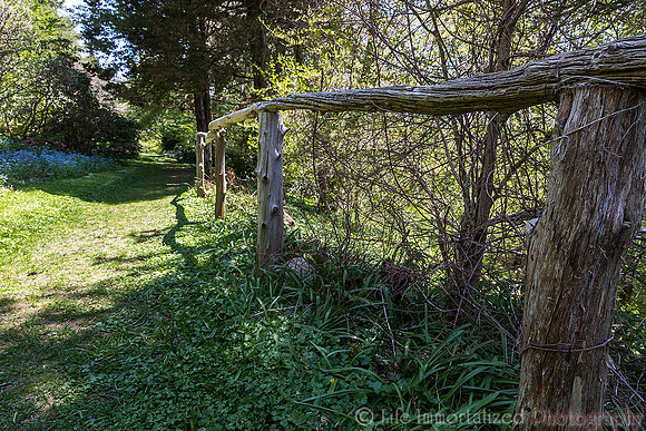 Old Fence