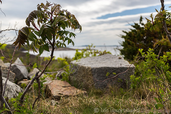 Halibut Point State Park