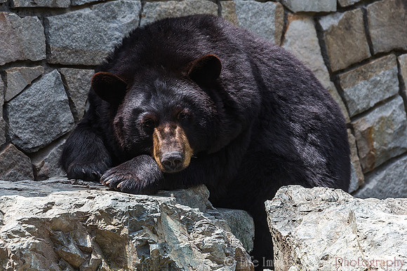 Black Bear