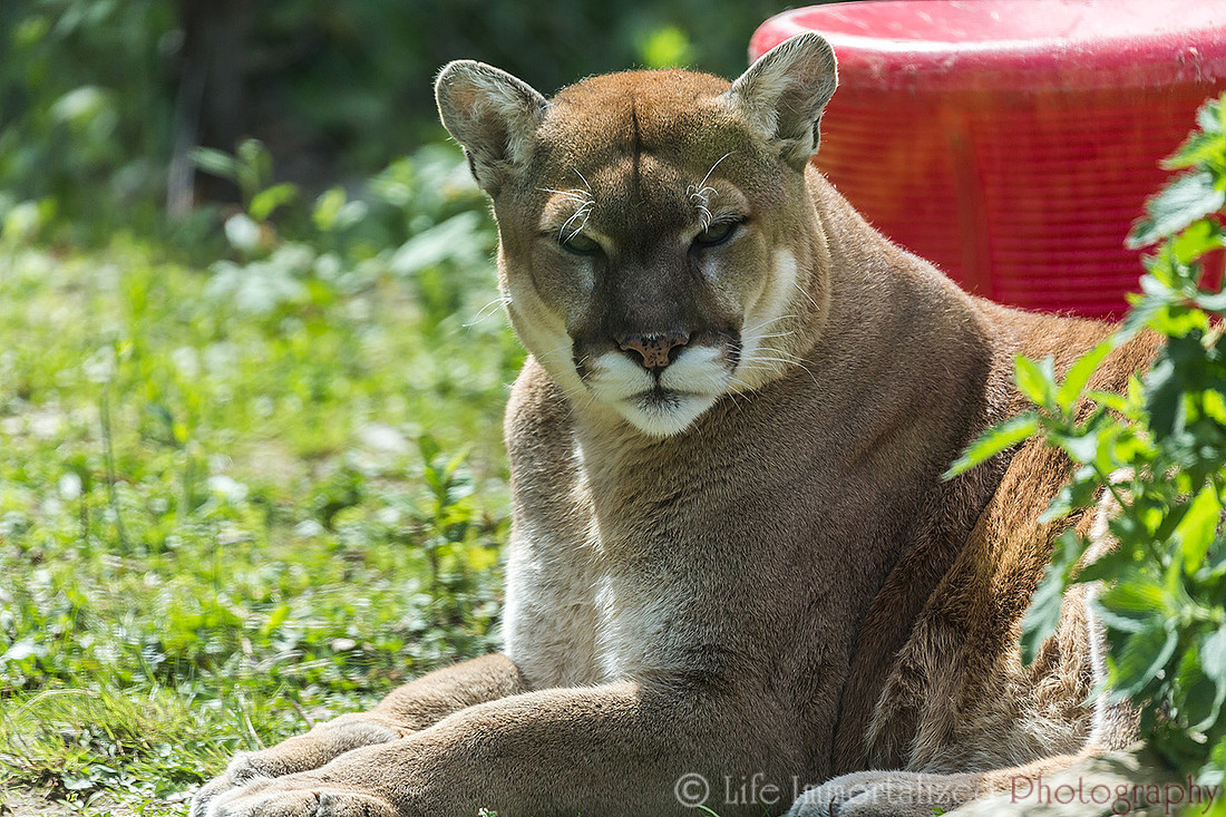 Cougar