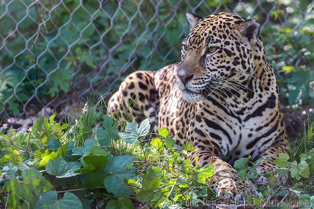 Jaguar
