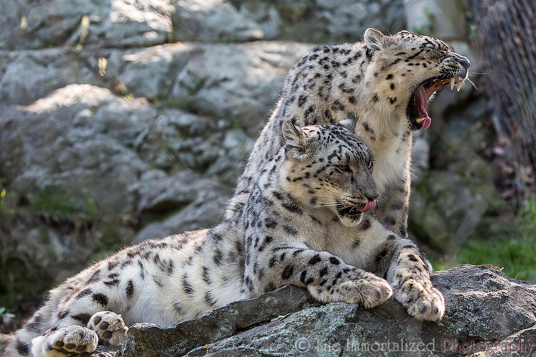Snow Leopards