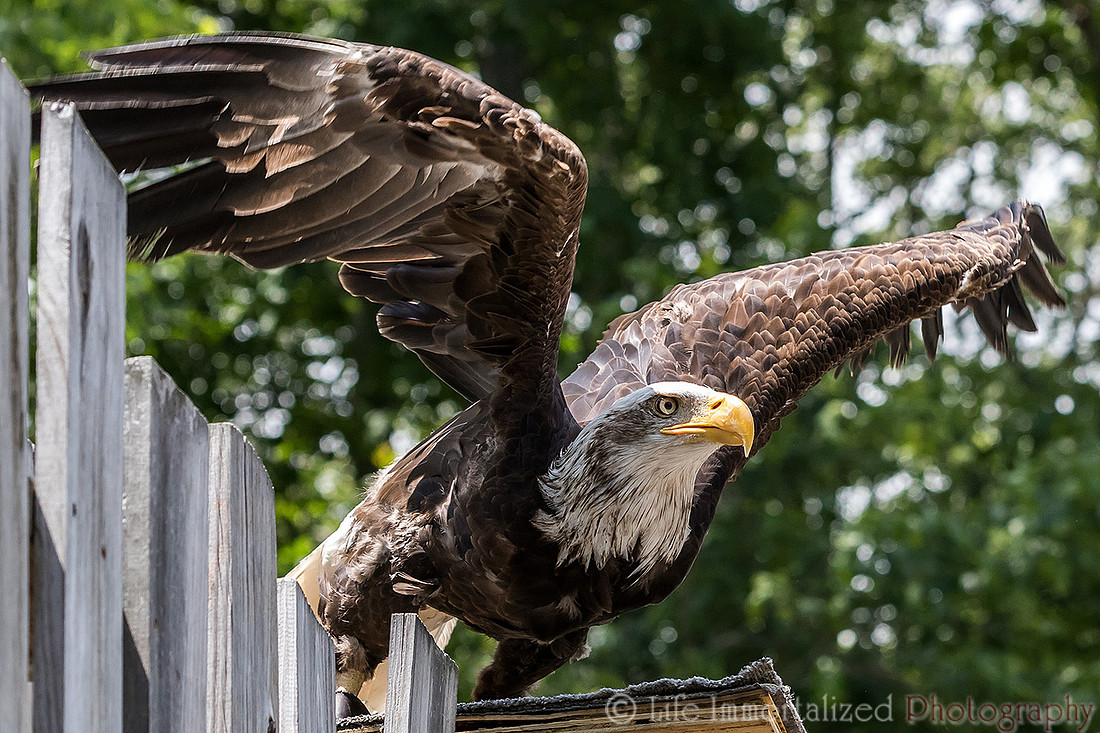 Bald Eagle