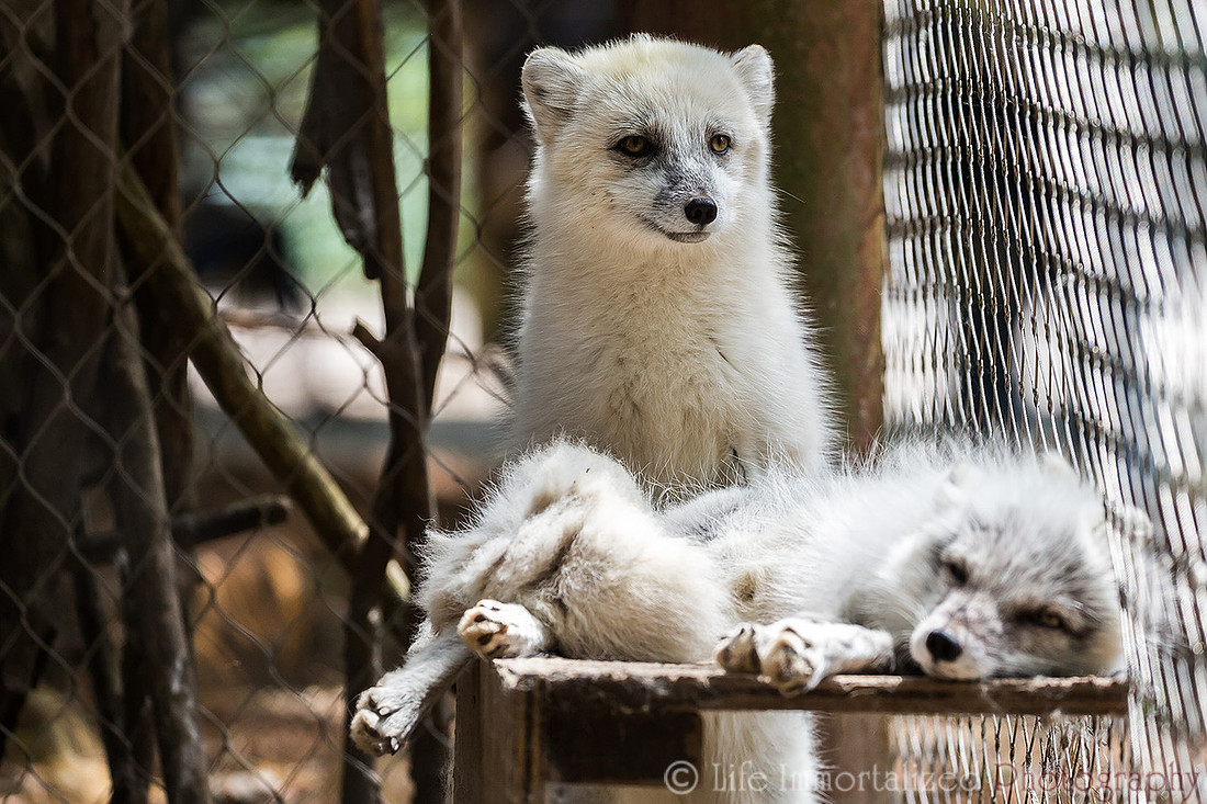 Arctic Fox