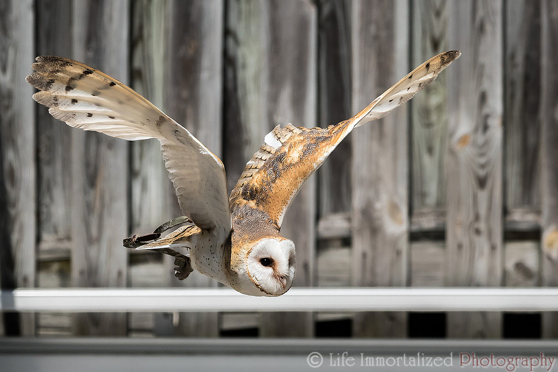 Barn Owl in Flight