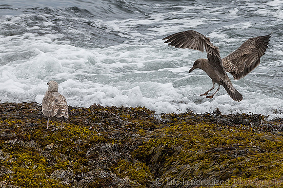 Seagulls
