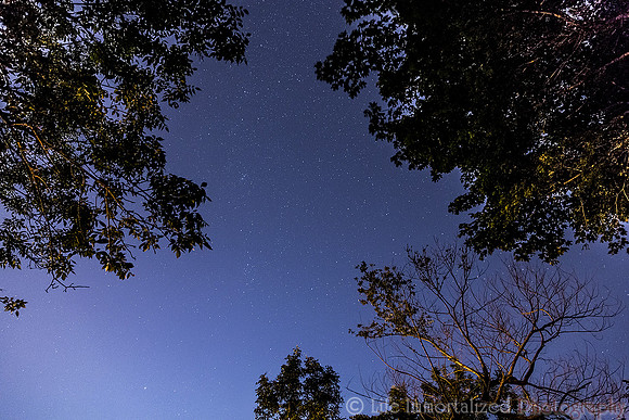 Forest River Night Sky