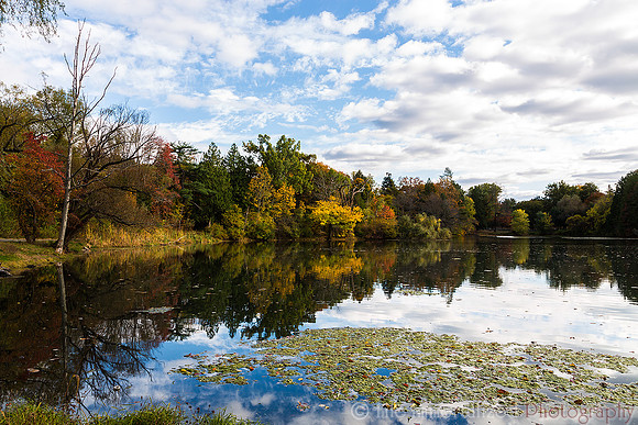 Greenlawn in Autumn