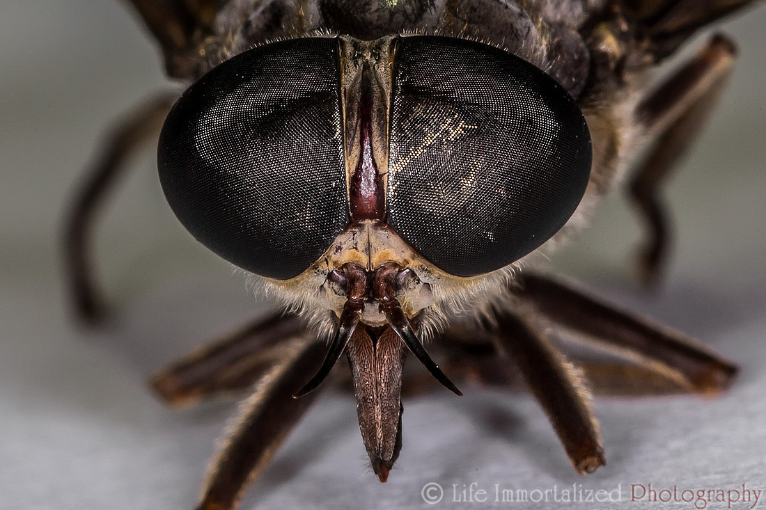 Horsefly