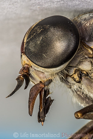Horsefly