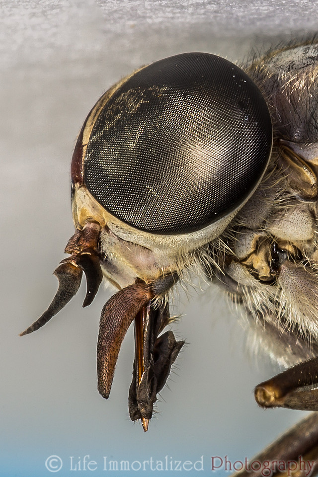 Horsefly