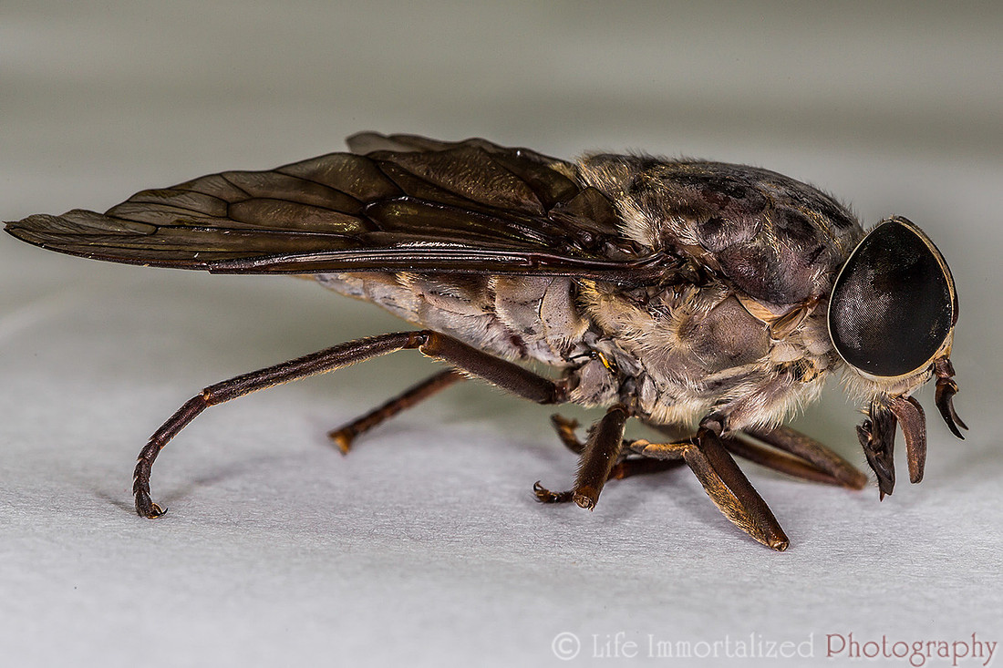 Horsefly