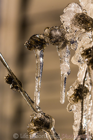 Frozen plant icicles