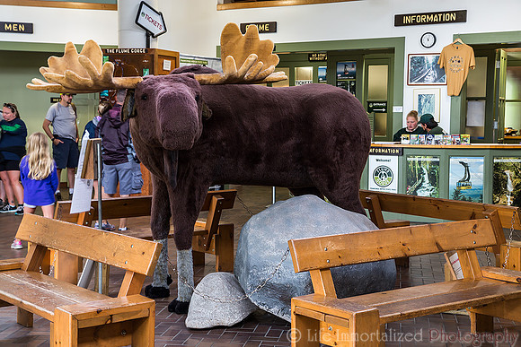 Flume Gorge Visitor Center Moose