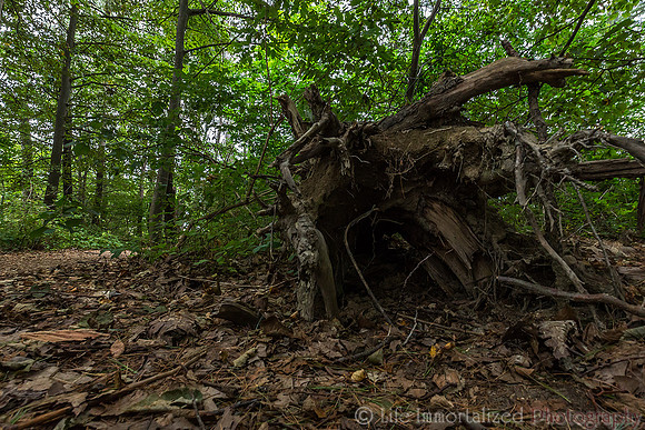 Steedman Woods