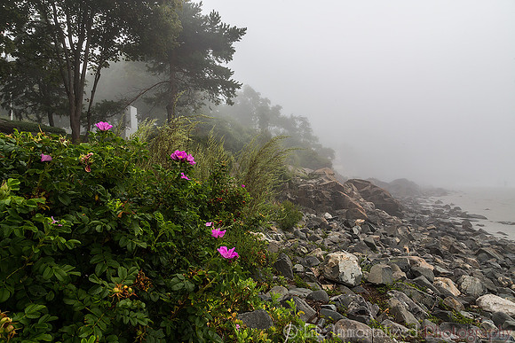 Cliff Walk