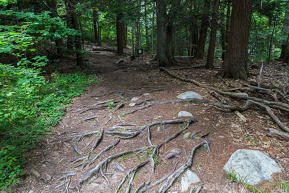 Mt. Agamenticus Forest