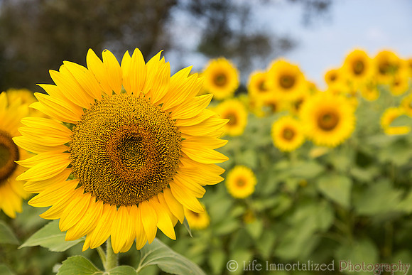 Colby Farm Sunflowers