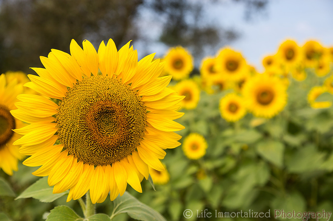 Colby Farm Sunflowers