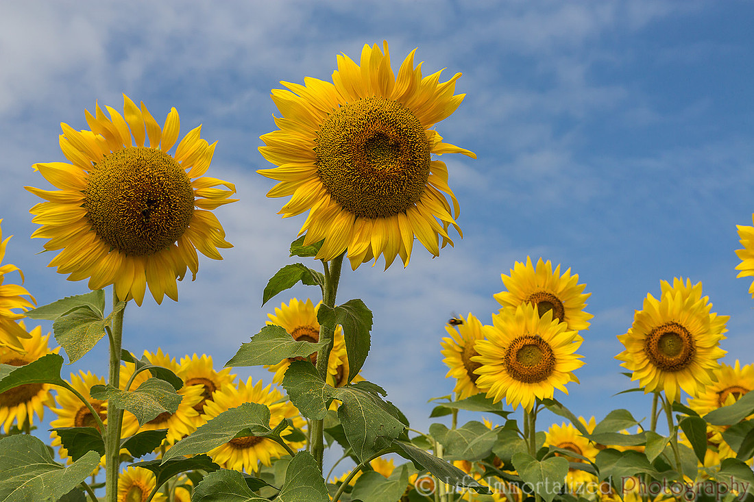 Colby Farm Sunflowers